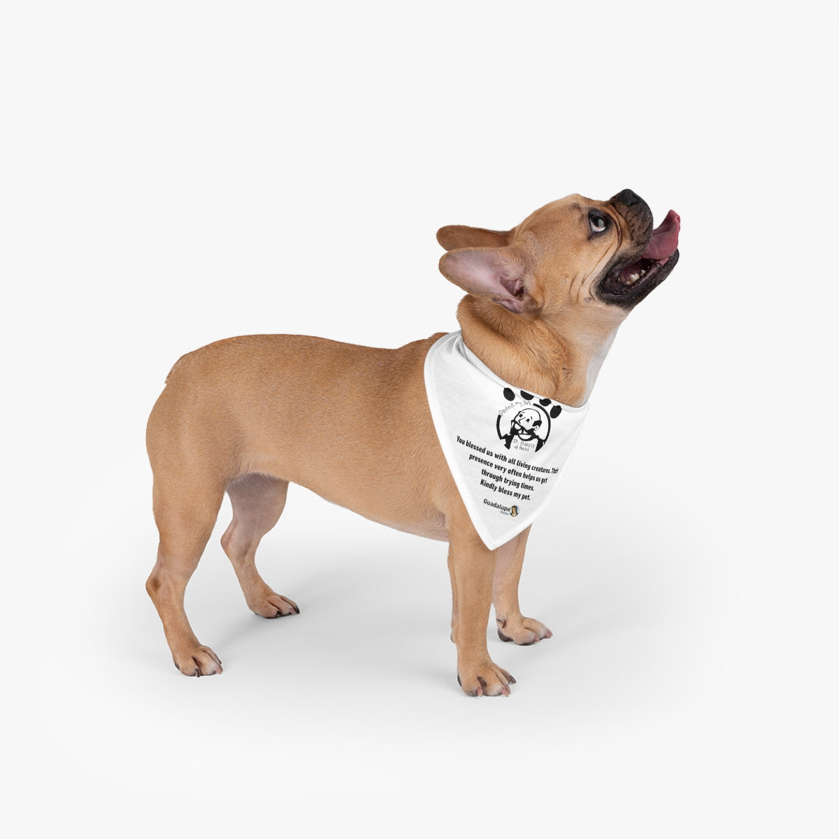 Mascada San Francis para mascota